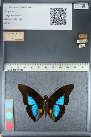 Media type: image;   Entomology 161318